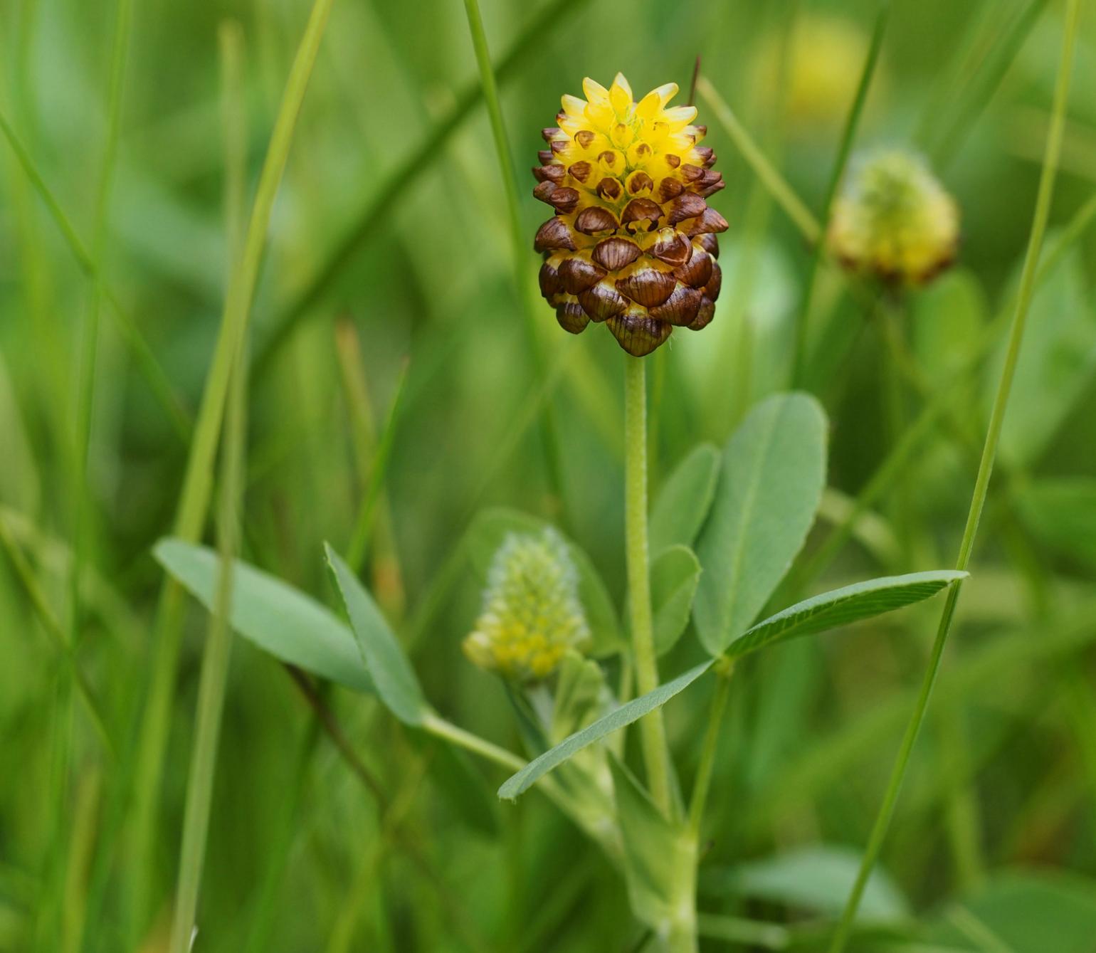 Clover, Brown Moor